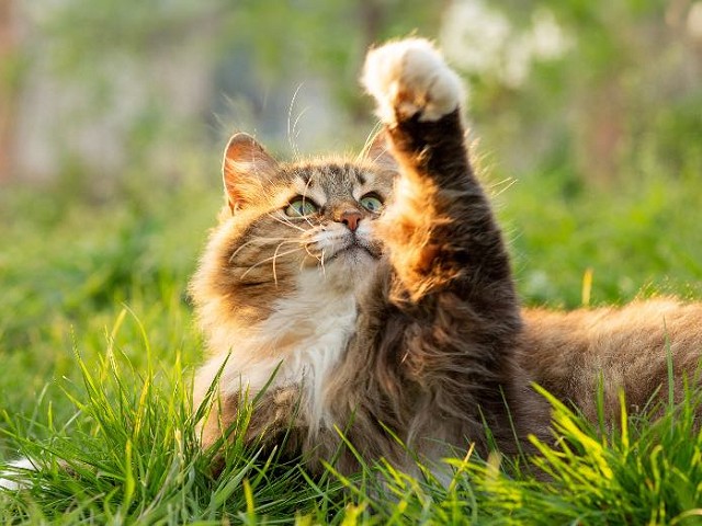Foto Cats