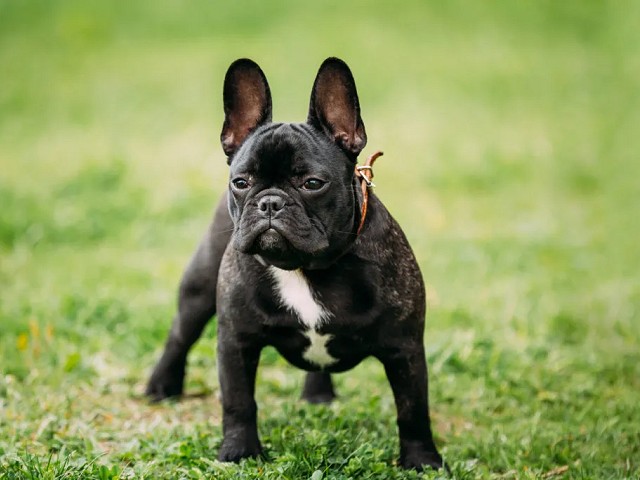 Foto Small and toy dogs