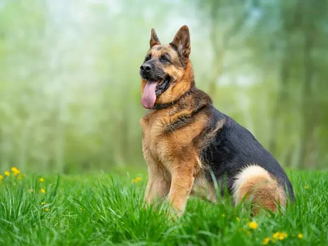 Foto Large and medium dogs