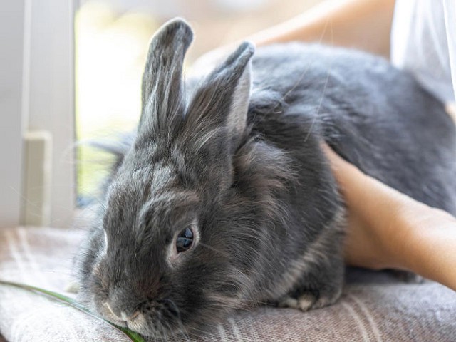 Foto Rabbits