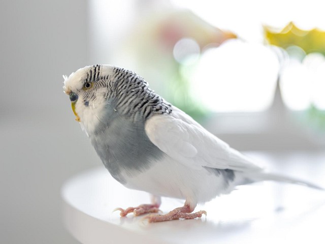 Foto Birds