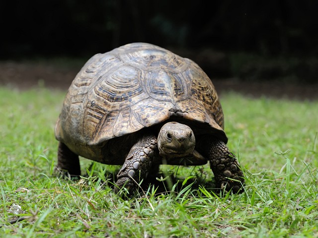 Foto Tortoise